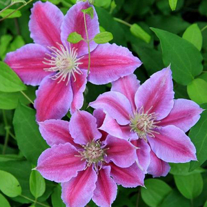 铁线莲鲁佩尔博士