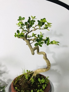 瓜子黄杨童子功,闲鱼搜索:松柏小菀盆景,说明来由价格可小刀.