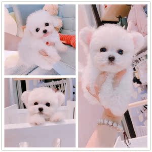 纯种泰迪幼犬 白色泰迪狗家庭宠物白贵宾幼犬 贵宾犬茶杯泰迪训练