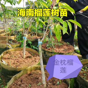 匠情家居旗舰店天猫榴莲果苗猫山王果树泰国金枕头进口苏丹王嫁接