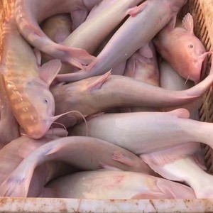 红沙鱼(长江洄鱼,白吉鱼,长吻鳍)叉尾鮰鱼苗红叉鱼红沙鱼