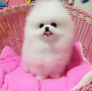 纯种白色博美犬幼犬哈多利袖珍茶杯体俊介活体家养宠物狗狗