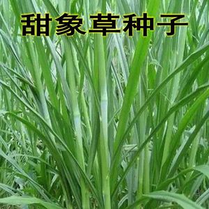 甜象草种子台湾象草美洲狼尾草夜明珠植物草皮草坪牧草种子