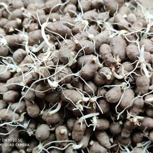 约见绅士企业店淘宝铁棍山药豆种子怀山药蛋淮山药种苗山药嘴子发芽