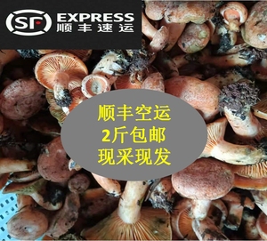 湖南湘西野生食用乌红枞菌新鲜蘑菇枞菌寒菌松树菌重阳菌2斤包邮