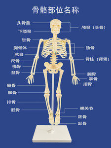 可活动人体骨架骨骼模型仿真骷髅可拆卸骨头医学儿童教学小型教具