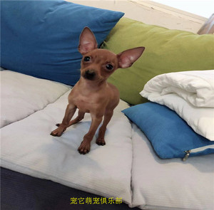 出售纯种小鹿犬宠物狗狗长不大小鹿犬幼犬活体黄色铁包金小鹿犬