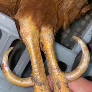 鸡爪骨文玩鸡爪骨手把件天然鸡拐子骨头文玩男士随身精品手玩把件