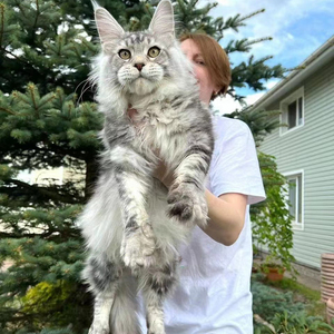 缅因猫幼猫纯种巨型猫库恩赛级烟灰银虎斑猫咪大型长毛宠物猫活体