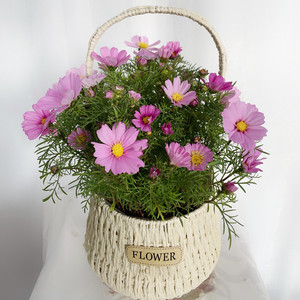 波斯菊盆栽带花苞格桑花植物耐寒好养多年生菊花阳台庭院开花不断