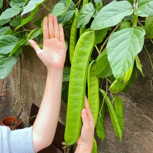 【大刀豆种子】四季巨型大扁豆种子阳台盆栽高产大田特色蔬菜种子