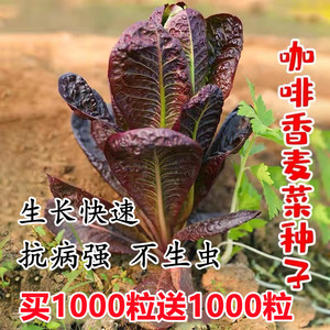 咖啡香麦菜种子孔雀菜沙拉汉堡紫生菜庭院阳台盆栽春季四季种植