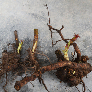 掌叶覆盆子树苗刺莓草莓双季生红树莓苗盆栽南方北方种植果树苗