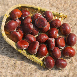 2021当季新鲜宜兴本地板栗现摘去毛球带壳生野生栗子