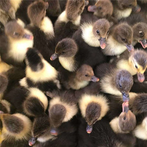 客服cc婉莹小店为您服务淘宝红头鸭活苗幼苗翻鸭活苗番鸭活苗番鸭小