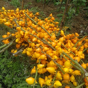 黄金果五代同堂五指茄果新年客厅玄关寓意吉祥长寿果鲜切水培植物