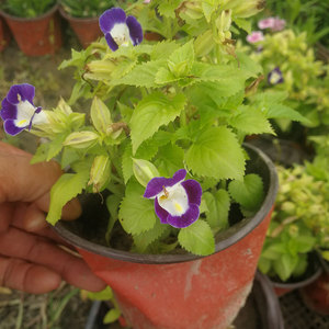 夏堇园林绿化苗木夏堇盆栽夏堇花盆栽草花类蓝猪耳草本花卉夏堇