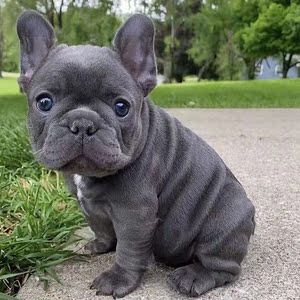 法国斗牛犬蓝牛
