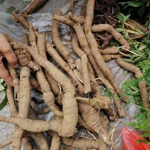 新鲜牛皮消现挖贵州地产野生隔山撬 隔山消500g包邮