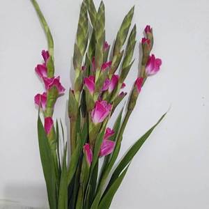 节节高鲜花粉色