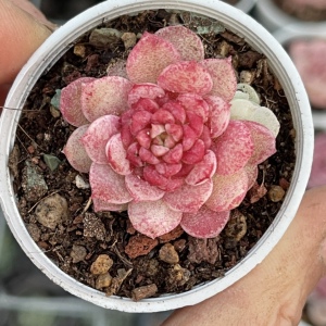 甜心新品糖心多肉萌物满58包邮