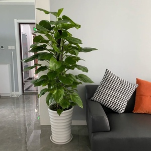 大叶绿箩柱盆栽花卉植物书房易养活大型绿植客厅净化空气四季常青