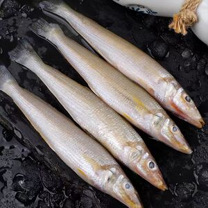 整条沙丁鱼新鲜冷冻海鲜海鱼4斤大个10-15条/斤顺丰包邮