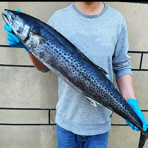 青岛大鲅鱼冷冻海鲜水产海鱼马鲛鱼6斤一条整条顺丰包邮