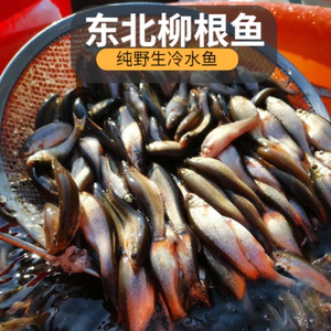 【柳根鱼黑龙江】柳根鱼黑龙江品牌,价格 - 阿里巴巴