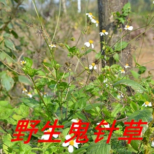 【福建】正宗野生三叶鬼针草 青草降茶压非同仁堂中药材250g