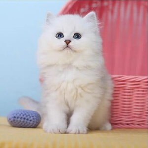 金吉拉幼猫咪活物活幼体长毛猫可爱小型纯种幼崽宠物猫蓝眼纯白色