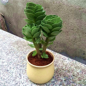 金钱木植物清仓包邮大老桩多肉植物盆栽金钱树办公室内防辐射绿植