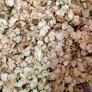 白榆种子榆树籽榆树墙种子榆树的种子白榆树种子2022年新产榆树籽