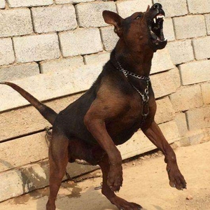 莱州红犬幼犬纯种活体护卫犬警犬幼崽大骨架巨型大型虎头苏联红犬