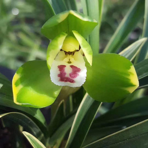 原盆土发货 带花苞 兰花苗春兰矮种金边 金富贵 室内花卉绿植盆栽