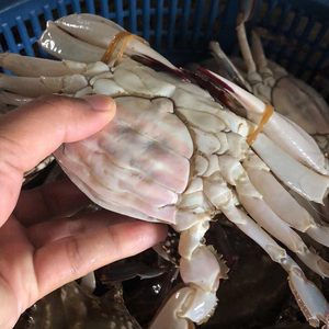 舟山野生红膏梭子蟹