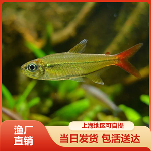 野生红尾科佩依