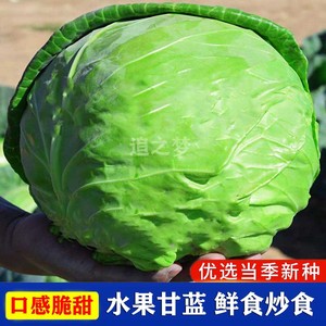 甘蓝种子秧苗卷芯大头菜包心菜籽春夏秋天四季高产盆栽蔬菜孑