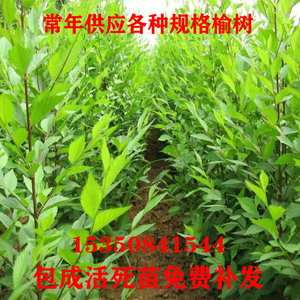 榆树苗榆钱树苗树墙可食用南方北方种植金钱树苗小苗绿化庭院篱笆