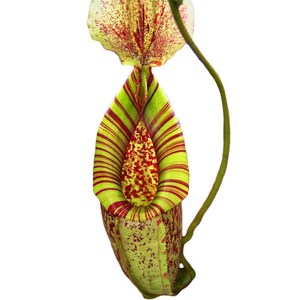 黛瑞安娜猪笼草