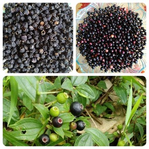 野生地稔果干地稔苗火炭泡地兰子野生山地稔苗铺地锦地茄子