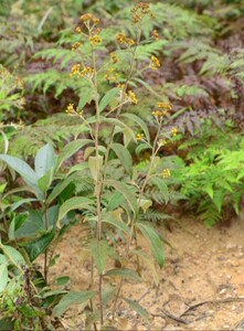 新鲜山野羊耳菊白面风小苗白牛胆牛耳风蜡毛香山白芷枝叶