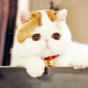 纯种加菲猫活体加菲纯种幼猫黄白包子脸加菲幼崽长毛波斯猫宠物猫