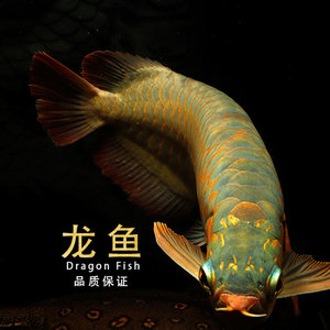 龙鱼活体银龙鱼红龙鱼大型鱼热带观赏鱼福龙高背过背金龙鱼活体