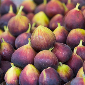 哈代 无花果 hardychicago 果树盆栽苗浆果先生抗裂果抗寒耐低温