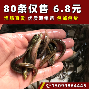 台湾小泥鳅苗鲜活苗乌龟龙鱼虎鱼草鱼黑鱼活体饲料鱼筏钓淡水鱼苗