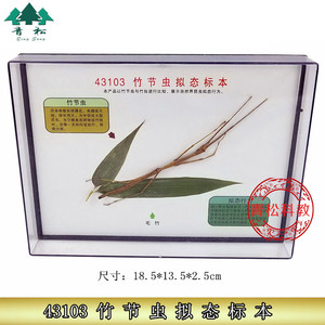 43103 竹节虫拟态标本 初高中生物 教学用 科教仪器实验器材