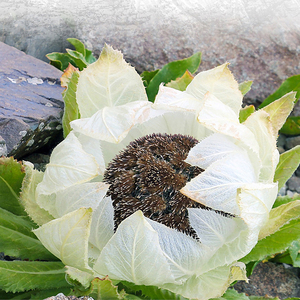 新疆特产天山雪莲花名贵中药材纯正滋补养生营养泡酒泡茶炖汤干花