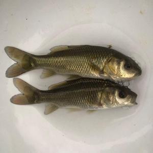 鲤尾鱼苗活体淡水稻田稻花鲤养殖食用红鲤丰鲤鱼河鲤兴国建鲤鱼苗