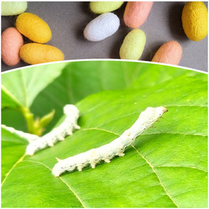 学生养蚕套装蚕卵天然彩茧蚕小蚕金丝黄茧红绿茧新鲜桑叶彩色蚕茧